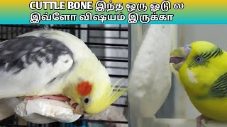 Cuttle bone best calcium supplement for budgiescockatiellovebirds and etc for egg laying in tamil [upl. by Atiroc]