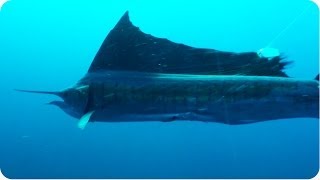 Sailfish ATTACKS Diver  Underwater Frenzy [upl. by Ppilihp]