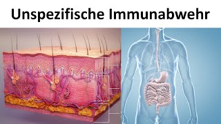 Unspezifische  angeborene Immunabwehr Biologie Oberstufe [upl. by Iman980]