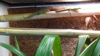 Phelsuma cepediana pair negotiating place in basking spot [upl. by Opiuuk262]