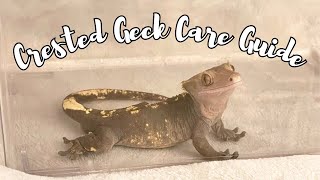 Crested Gecko Feeding and Tank Cleaning Routine  NonBioactive Setup [upl. by Lraed]