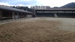 haflinger dekhengst Liz Monet [upl. by Uahc]