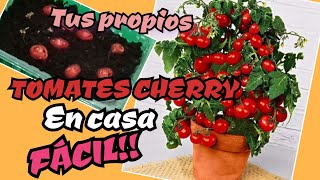 Cómo cultivar tus TOMATES CHERRY 🍅 Plantar tomate cherry en casa desde SEMILLA tu huerto en casa [upl. by Wendye981]