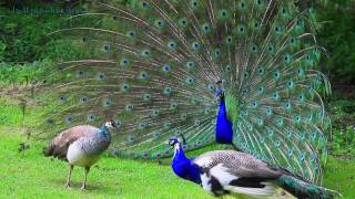 AMAZING WHITE PEACOCK DANCE •❥ BLUE WHITE PIED PEACOCK [upl. by Etna317]