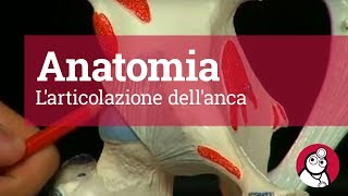 Anatomia Larticolazione dellanca [upl. by Thorstein618]