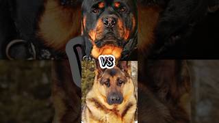 ROTTWEILER VS GERMAN SHEPHERDDOBERMANBELGIAN MALINOISDUTCH SHEPHERDTOP 5 MILITARY DOG BREEDS [upl. by Netaf]