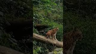 Carcal at Straubing zoo [upl. by Reh331]