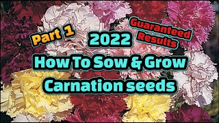 How to sow amp grow carnation flowers from seed part 1 [upl. by Lekcim]