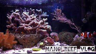 Nano Reef Vlog  Ostatni film z tego akwarium đź¤ż 71 [upl. by Adnahsam]