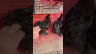 Cochin Bantam black [upl. by Odradlig]