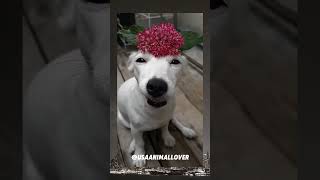 Just Baby Dog viralvideo cat trending funny animalrights usa cute animalwelfare pets [upl. by Oikim]