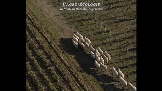 Agroécologie au Château MalarticLagravière [upl. by Bax]