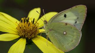 a Yellow Butterfly in slow motion Colias erate poliographa [upl. by Anwadal]