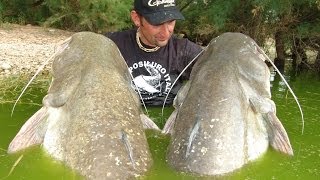 Pesca del Siluro a Pellets sul Rio Ebro  HD by Catfishing World [upl. by Adiaros]