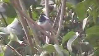 BlackCapped Chickadee sings [upl. by Selbbep]