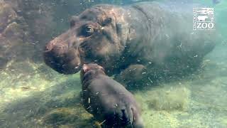 Hippo Fiona Continues Her Introduction to Little Hippo Brother Fritz  Cincinnati Zoo [upl. by Nanni648]