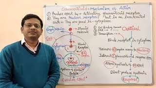 Corticosteroids Part 03 Glucocorticoids Mechanism of Action  Glucocorticoids  Steroidal Drugs [upl. by Odla]