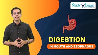 Digestion in Mouth and oesophagus  Biology  Science Lesson [upl. by Nyletak]