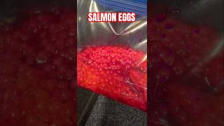 Curing Salmon Eggs for Fishing Bait fishing [upl. by Delila815]