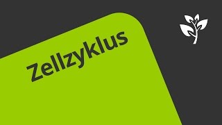 Gut erklärt Die Phasen des Zellzyklus  Biologie  Genetik [upl. by Bussey]