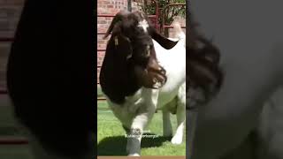 Full Blood Boer Goat Fast Growing Breed In The World Boergoats shortvideo youtubeshorts shorts [upl. by Seibold]