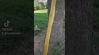 New Bow Build archery traditionalarchery [upl. by Lamarre]