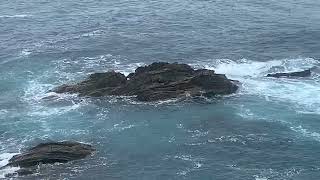 Bermagui blue pool  close up of seals on the rocks fishing fish seals shorts [upl. by Aretak]