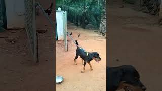 Chocky the Rottweiler  Growing stronger and enjoying early morning 🌄 [upl. by Marcello]