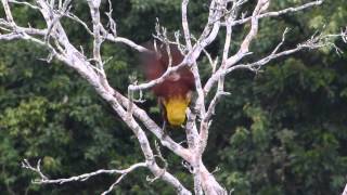 Olive Oropendola call display Sacha Lodge Ecuador [upl. by Carolan]