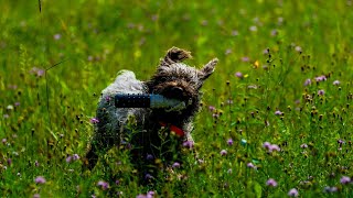 Exploring Notable Clubs and Organizations for Wirehaired Pointing Griffon Owners [upl. by Zechariah]