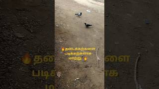 சிவகுருநாதர் srisivanidhisivalayalu shortsfeed tamil crow dove தன்னம்பிக்கை love [upl. by Watkin]