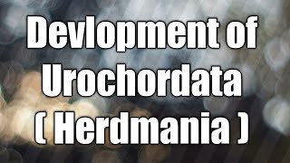 Development of Urochordata  Herdmania [upl. by Ria]