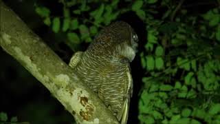 Mottled WoodOwl Calling [upl. by Kucik453]