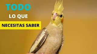 CACATÚA NINFA TODO LO QUE NECESITAS SABER [upl. by Toor204]