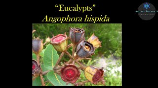 Eucalyptus ID  Angophora hispida Dwarf Apple [upl. by Ramej]