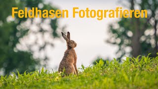 Feldhasen Fotografieren Mit Sony A6400  100400mm [upl. by Laoj]