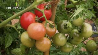 Comment récolter des graines de tomates   Truffaut [upl. by Ailugram]