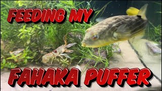 Feeding My Fahaka Puffer [upl. by Reinwald]