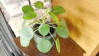 Pilea Peperomioides Plant Growth Update and Propagation [upl. by Nylacaj]