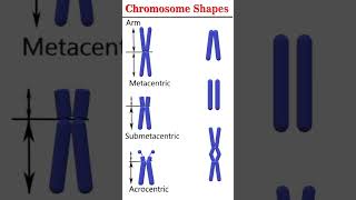 Chromosome shapes cytogenetics [upl. by Mikes487]