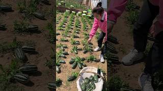 Boyang Farm Boyang No 9 Melon Eating eating farming natural [upl. by Noeruat583]