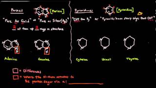 The Nitrogenous Bases  Purines and Pyrimidines [upl. by Norbie]