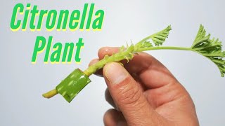 How to Grow Citronella Plants [upl. by Iorgos851]