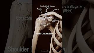 Shoulder circumductionthephysiodoctoranatomyphysiotharapisthumananatomysportspainshoulder [upl. by Gnouc]