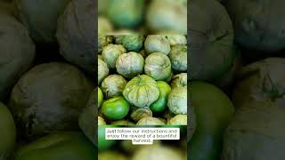 Organic Verde Tomatillo Seeds Physalis philadelphica – Traditional Green Tomatillo Variety Essentia [upl. by Ahsemit]