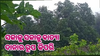 ସକାଳୁ ବାତ୍ୟା ଦାନାର ରୂପ କିପରିବାତ୍ୟା ଦାନା batya Dana [upl. by Ahsemal114]