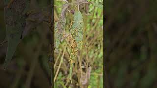 About Vitex negundo  Butterflies Garden Landscape [upl. by Atekihs]