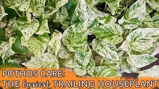 Pothos Care The Easiest Trailing Houseplant  Joy Us Garden [upl. by Adiell]