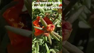 Demonstration video made from our Splice app tutorial “carpenter bees collecting pollen” [upl. by Attennaj]