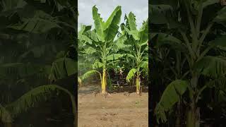 Banana plants  Fungicides Spraying banana fruit farming bananafarming satisfying shorts [upl. by Demetre]